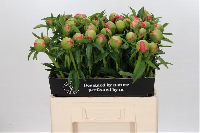 <h4>Paeonia coral charm</h4>