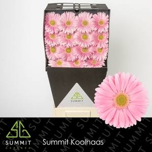 Gerbera Plot Diamond per kaart