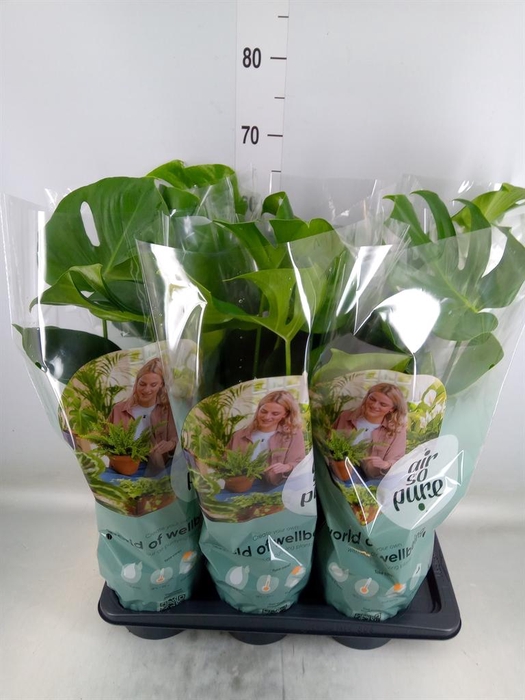 <h4>Monstera delic.</h4>