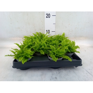 Nephrolepis exal.   ...
