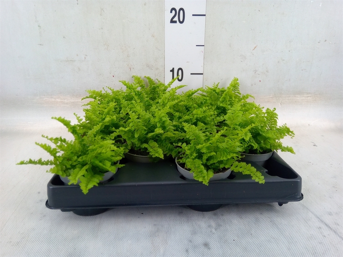 <h4>Nephrolepis exal.   ...</h4>