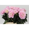 Dahlia Princess Kate