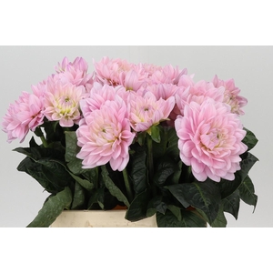 Dahlia Princess Kate