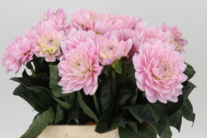 <h4>Dahlia Princess Kate</h4>