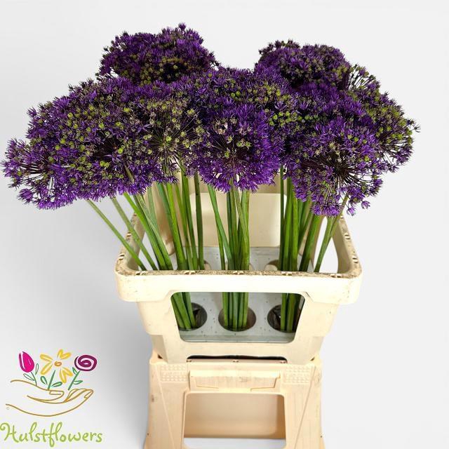 <h4>ALLIUM PURPLE SENS</h4>