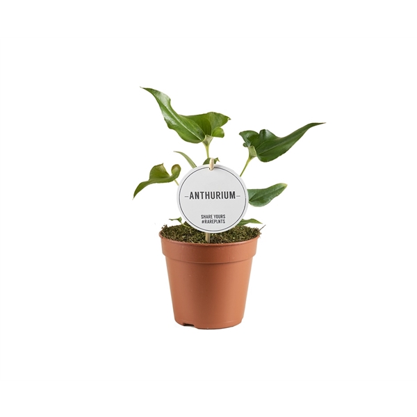 <h4>Anthurium Ferrierense Crisped</h4>