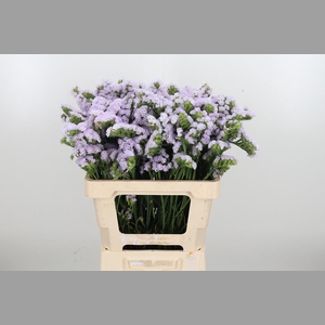 Lim S Tessa Lavender