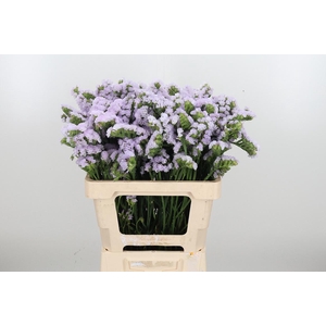 Lim S Tessa Lavender