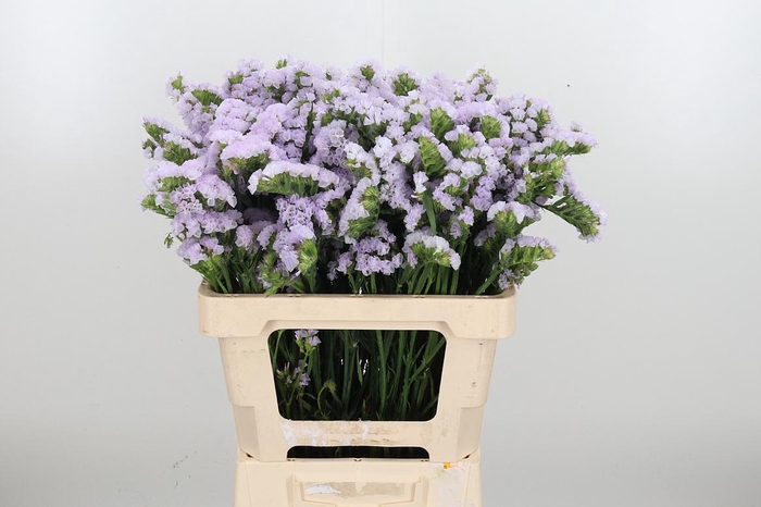<h4>Lim S Tessa Lavender</h4>