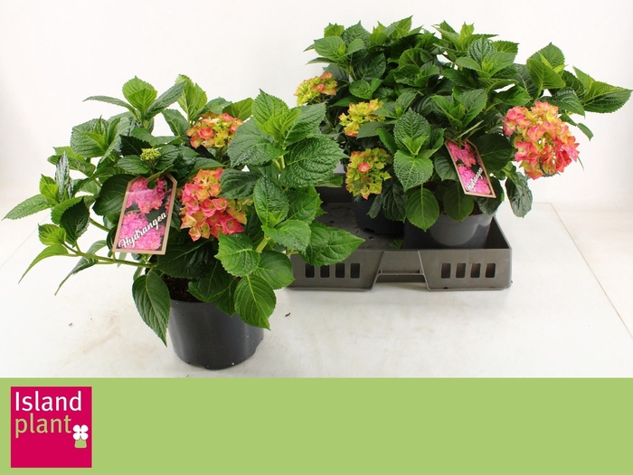 <h4>HYDR M EARLY ROSA</h4>