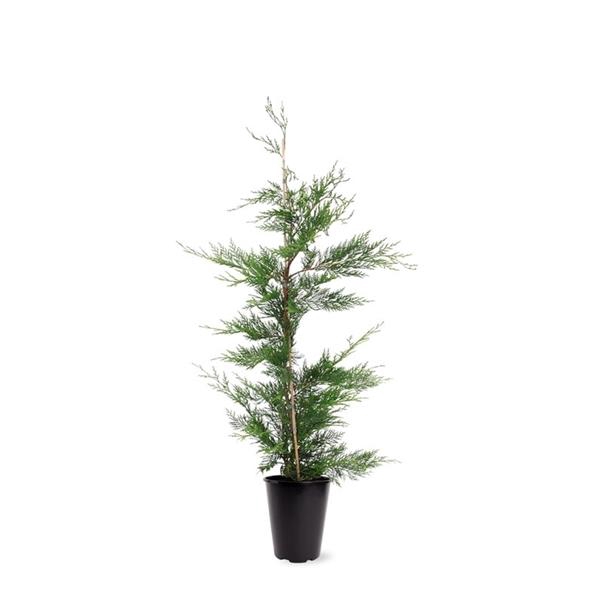 <h4>Cupressocyparis leylandii (zonder etiket)</h4>
