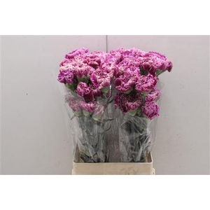 Di St Merletto Purple