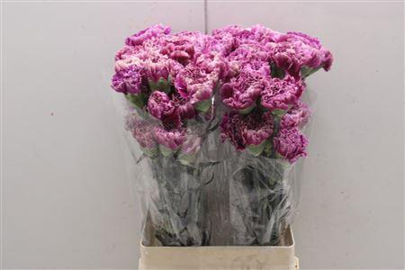 <h4>Di St Merletto Purple</h4>