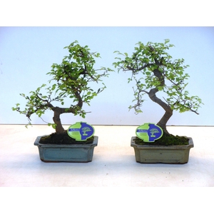 Zelkova parvifolia, 20cm., shape, without driptray