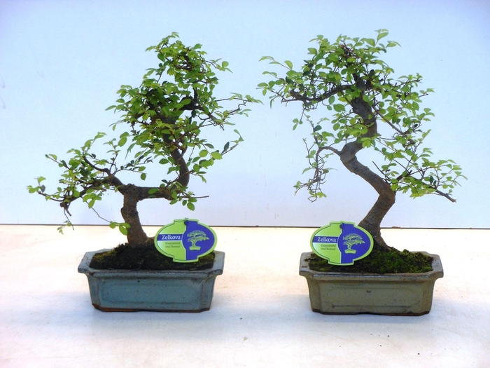 <h4>Zelkova parvifolia, 20cm., shape, without driptray</h4>