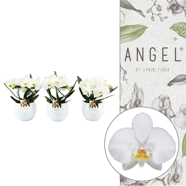 <h4>Angel 10+ Wit in Lisa white pot | Phalaenopsis 2 spike</h4>