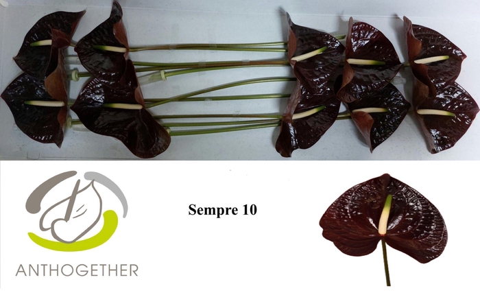 Anthurium (Andreanum Grp) Sempre