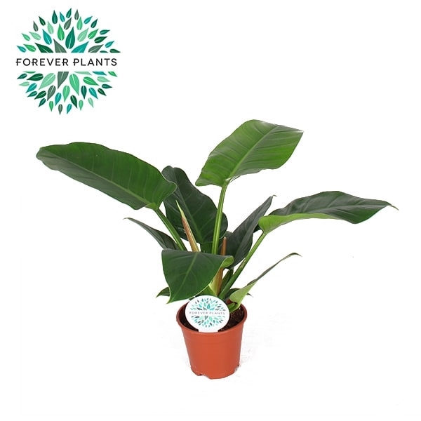<h4>Philodendron Imperial GREEN p17</h4>