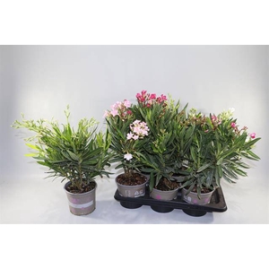 NERIUM OLEANDER MIX P17