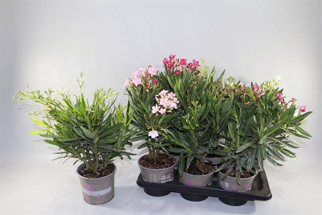<h4>NERIUM OLEANDER MIX P17</h4>