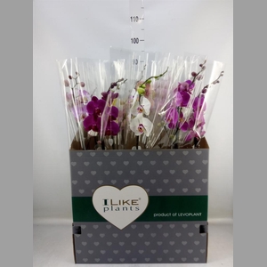 Phalaenopsis   ...mix