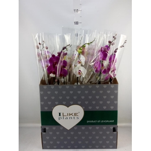 Phalaenopsis   ...mix