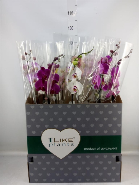 <h4>Phalaenopsis   ...mix</h4>