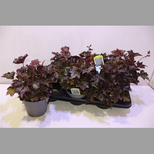 Heuch Mi Palace Purp