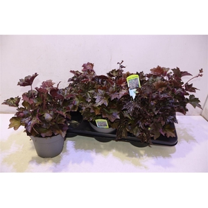 Heuch Mi Palace Purp