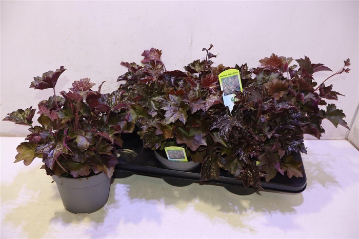 <h4>Heuch Mi Palace Purp</h4>