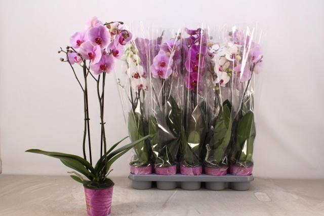 <h4>PHAL GEM 5 KL</h4>