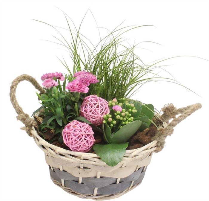 <h4>2343 PIONI GRIJS WIT 2 OOR BT</h4>