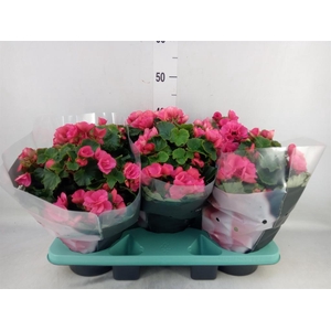 Begonia elat. EN 'Betulia Pink'