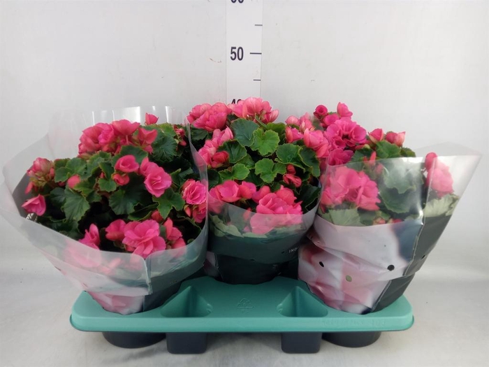 <h4>Begonia elat. EN 'Betulia Pink'</h4>