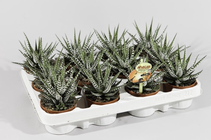 <h4>Haworthia fasciata Big Band</h4>