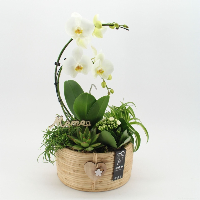 <h4>Arr.  Phalaenopsis H%</h4>