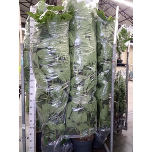 Schefflera actin. 'Amate'