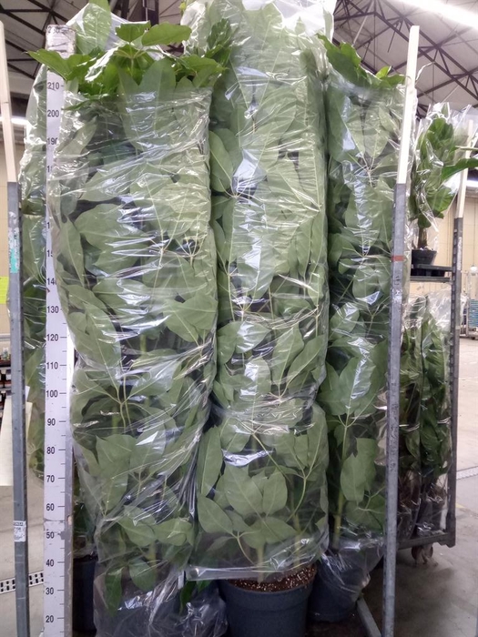 <h4>Schefflera actin. 'Amate'</h4>