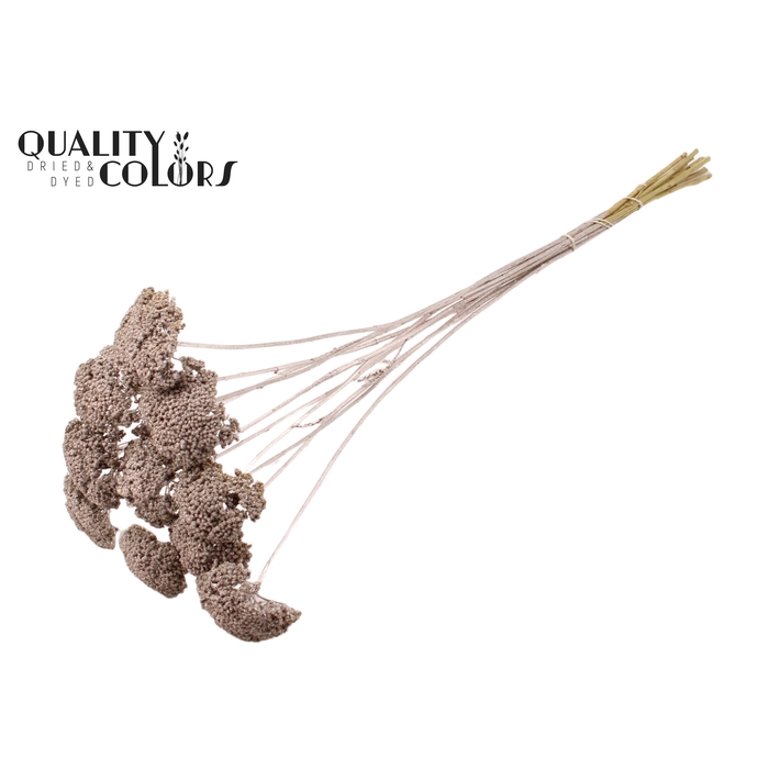 <h4>Achillea per stem Champagne</h4>