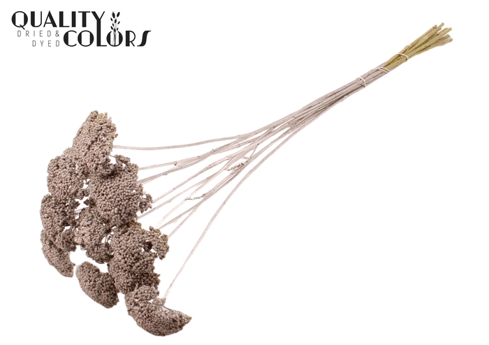 Achillea 2-4cm per stem Champagne