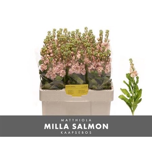Matth Milla Salmon