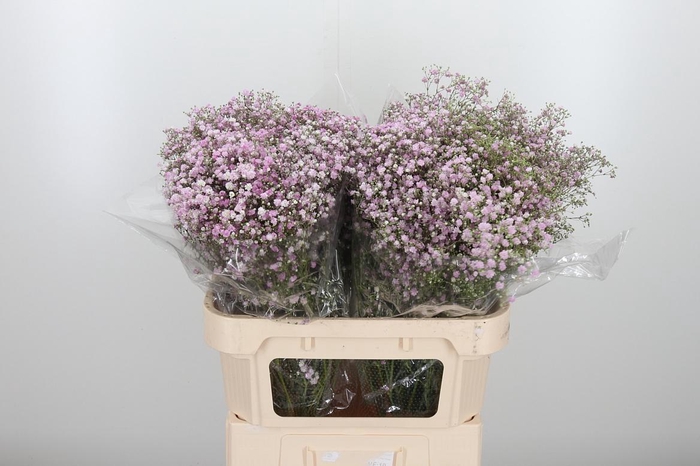 <h4>Gyps Pan My Pink</h4>