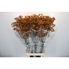 Anigozanthos Gold Fever