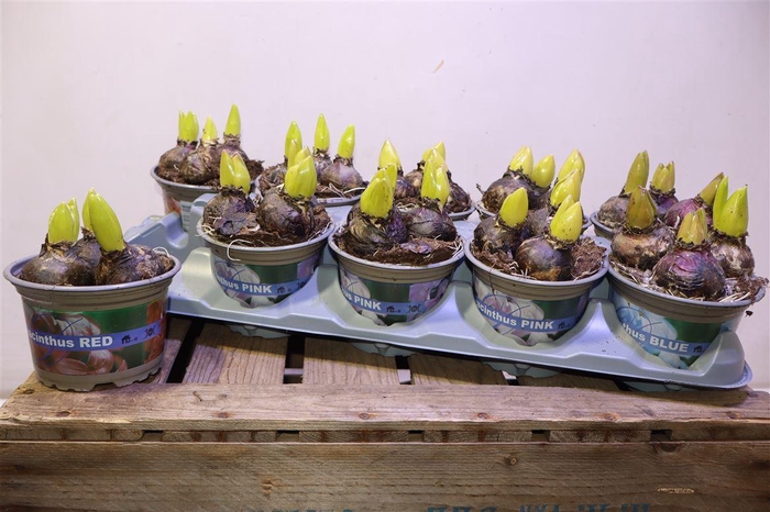 <h4>Hyacin Gem 3 Kl</h4>