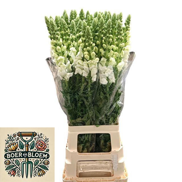 <h4>Antir Poto Earl Whit</h4>