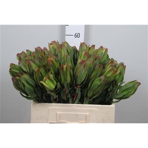Leucadendron Laurel Yellow Spray 060cm