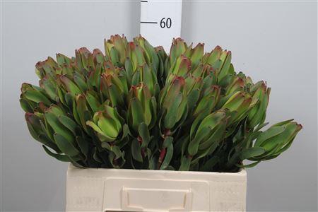 <h4>Leucadendron Laurel Yellow 060cm</h4>