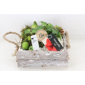 arr4 Amaryllis PL - Schors 4kant L