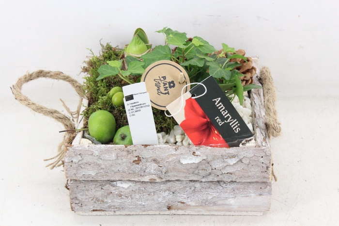 <h4>arr4 Amaryllis PL - Schors 4kant L</h4>