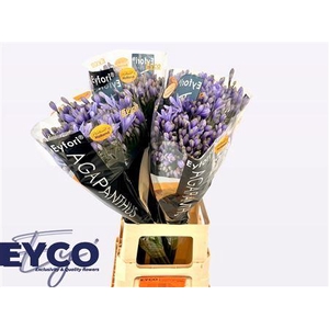 Agapanthus Eyfori Light Blue 70cm